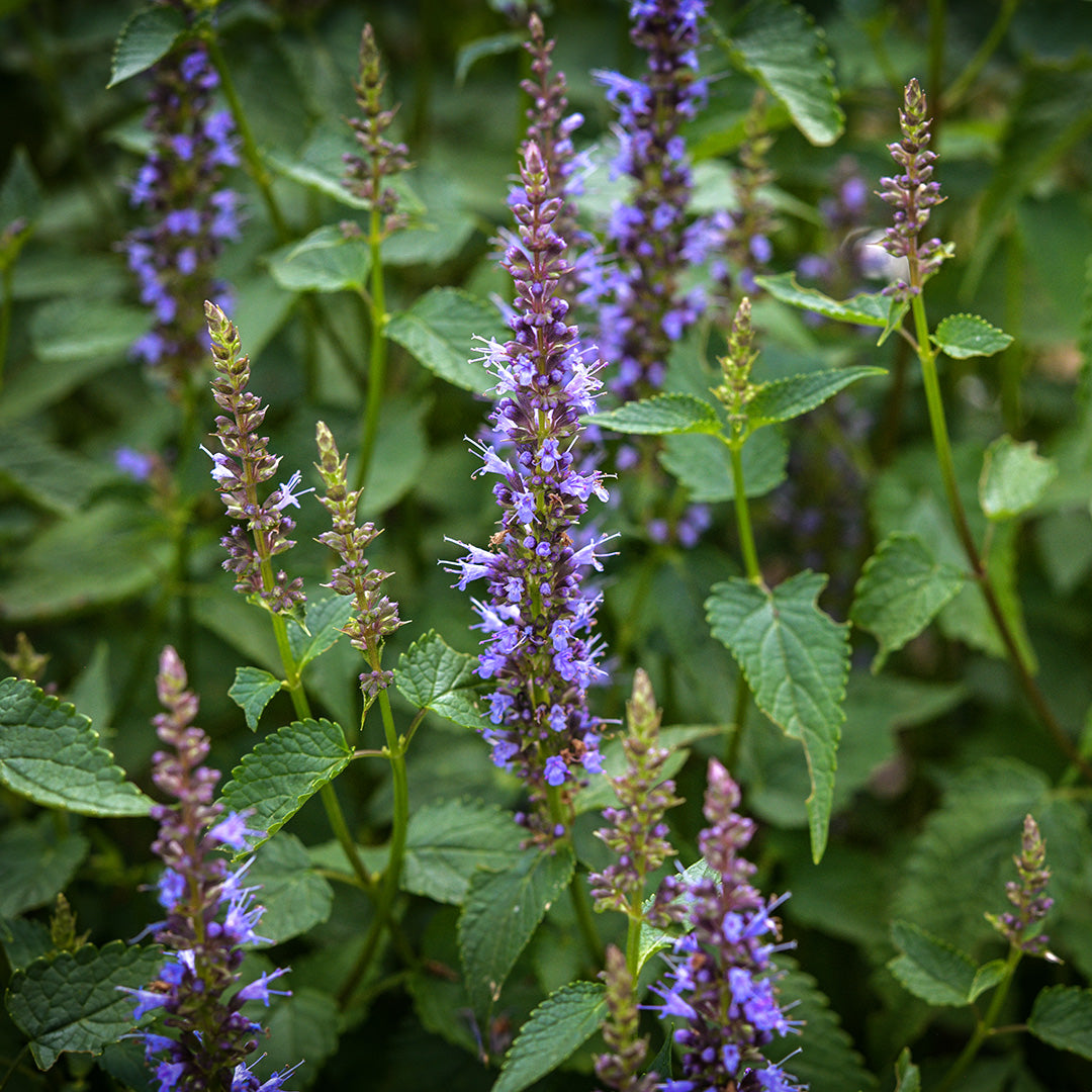 Astello Indigo Agastache blooming prolifically in the gardens at Baker Creek.