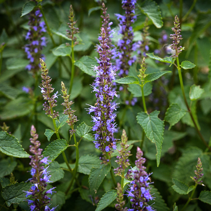 Astello Indigo Agastache blooming prolifically in the gardens at Baker Creek.