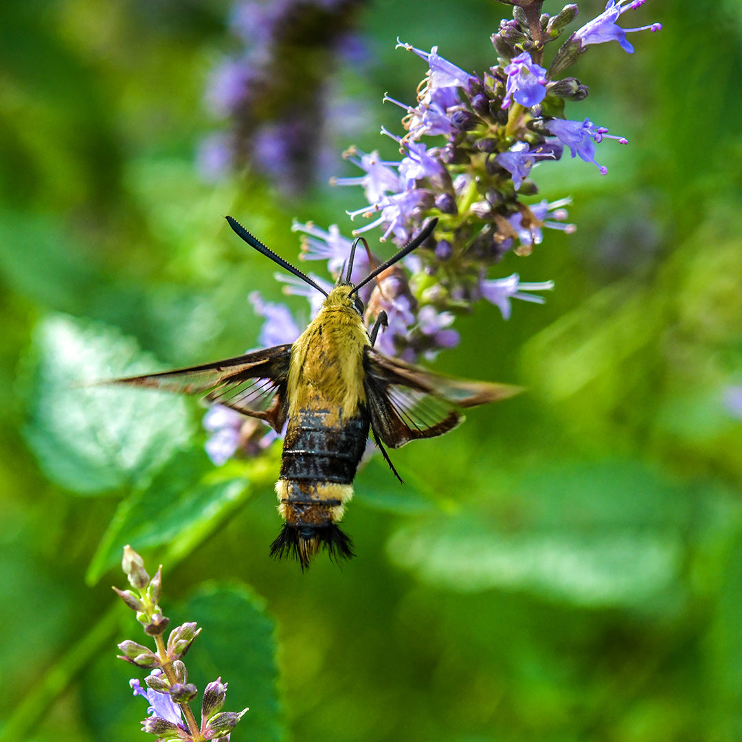 A hummingbird moth gathers pollen from an Astello Indigo Agastache plant in the garden.