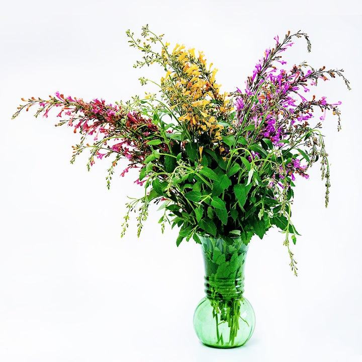 An arrangement of Agastache Fragrant Delight Mix in a green vase on white.