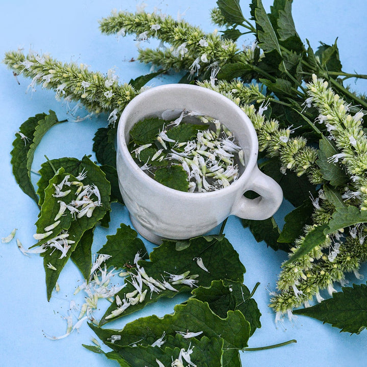 Liquorice White Agastache tea surrounded by blooms and leaves on a light blue background.