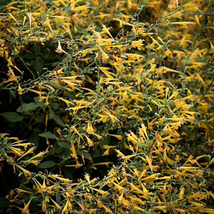 Sunset Yellow Agastache blooming prolifically in a greenhouse at Baker Creek.