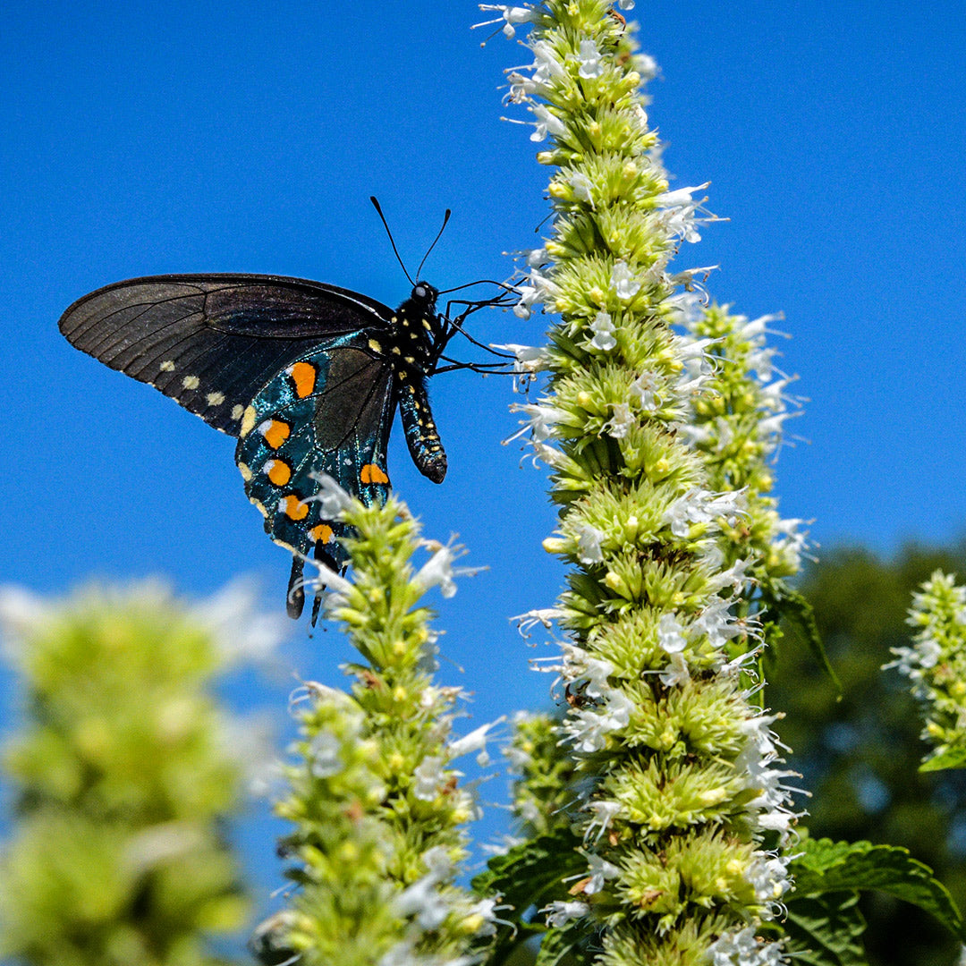A butterfly gathers nectar from Liquorice White Agastache against the blue sky.