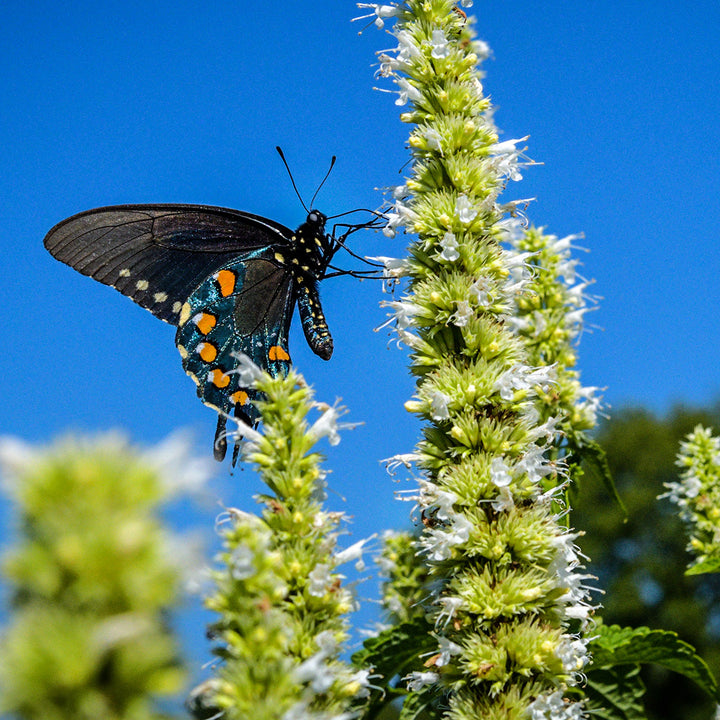 A butterfly gathers nectar from Liquorice White Agastache against the blue sky.