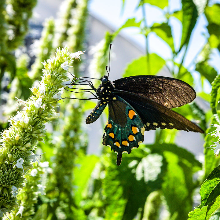 A backlit butterfly gets nectar from Liquorice White Agastache flowers in the garden.