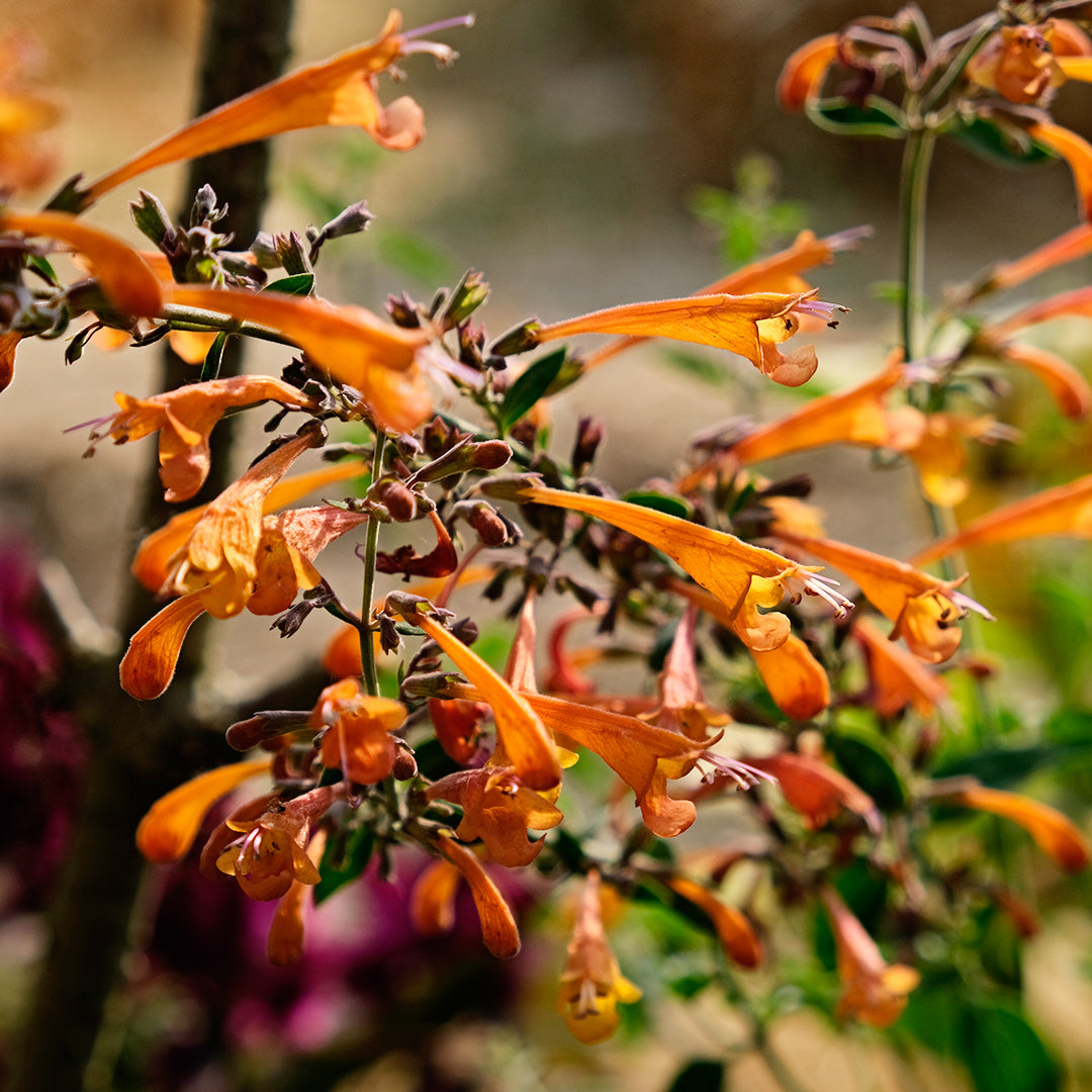 Navajo Sunset Agastache blooming in the garden and backlit by the sun. Image courtesy of Lucy Hutchins.