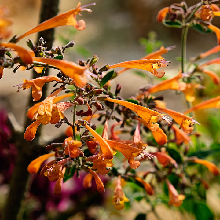 Navajo Sunset Agastache blooming in the garden and backlit by the sun. Image courtesy of Lucy Hutchins.