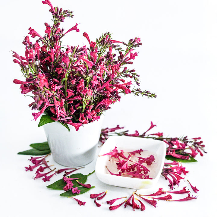 An arrangement of Raspberry Daiquiri Agastache with a bowl of tea on white.