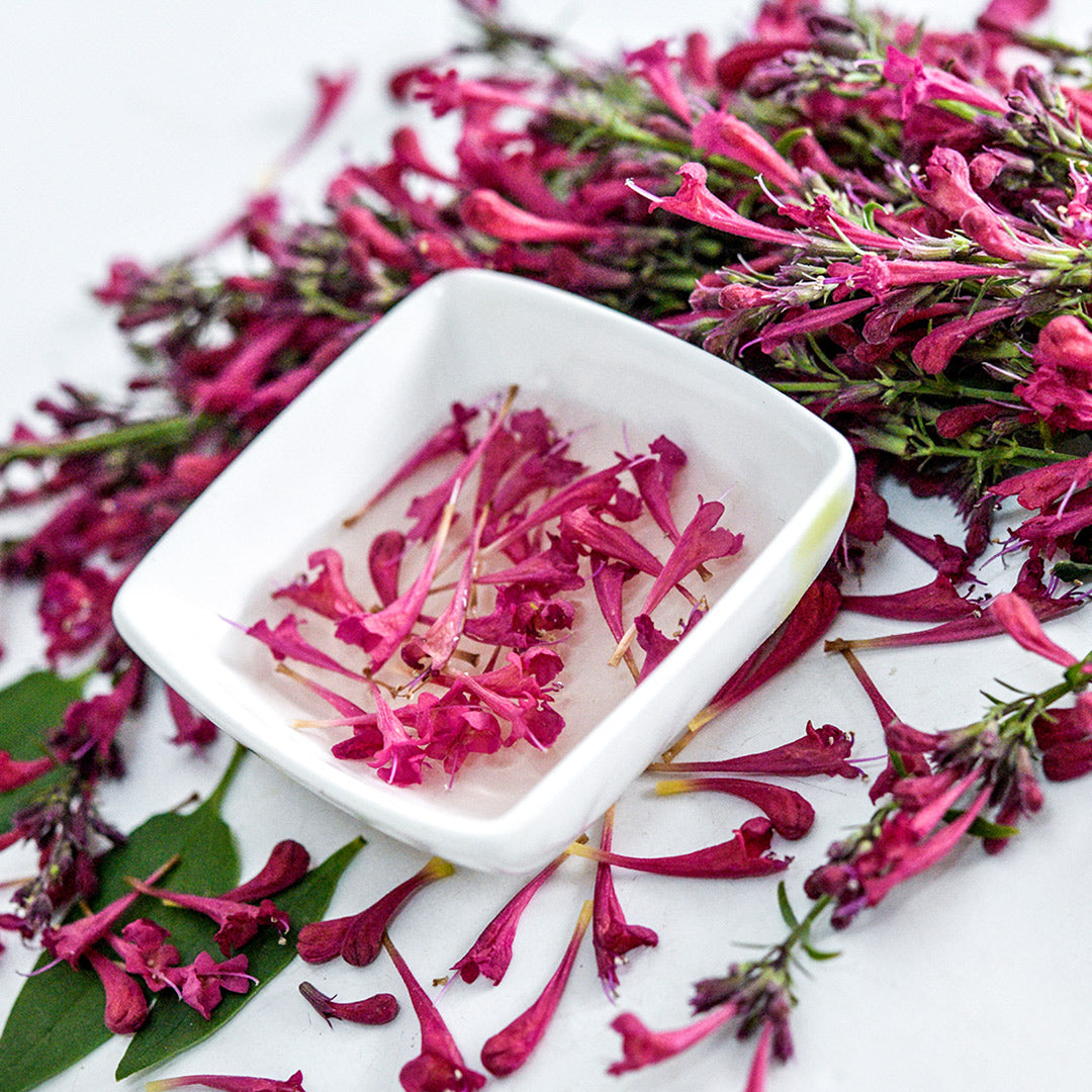 Raspberry Daiquiri Agastache in a small bowl of tea surrounded by flowers.