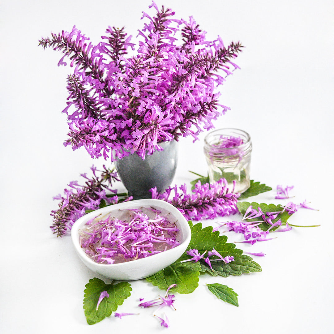 An arrangement of Rose Mint Agastache in a vase with tea and leaves on white.