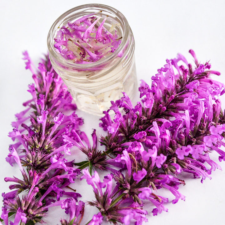 Rose Mint Agastache stem covered in blooms with a cup of tea on white.