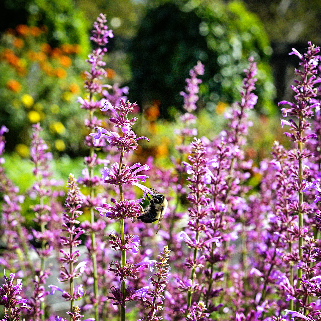 A bee gathers pollen from Rose Mint Agastache flowers in the gardens at Baker Creek.