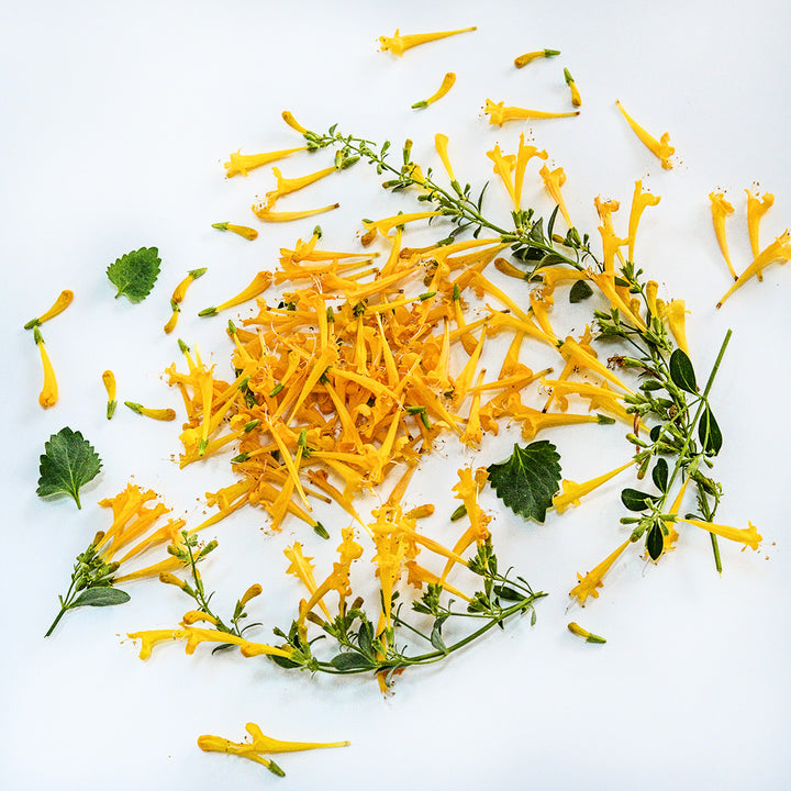 Sunset Yellow Agastache flowers and stems arranged on white background.
