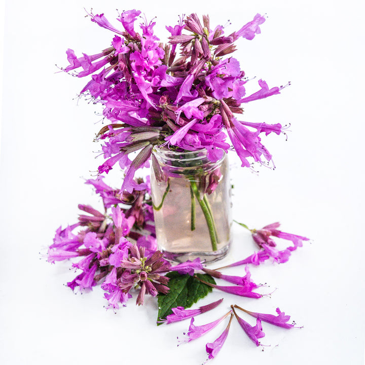 Texas Hummingbird Mint &