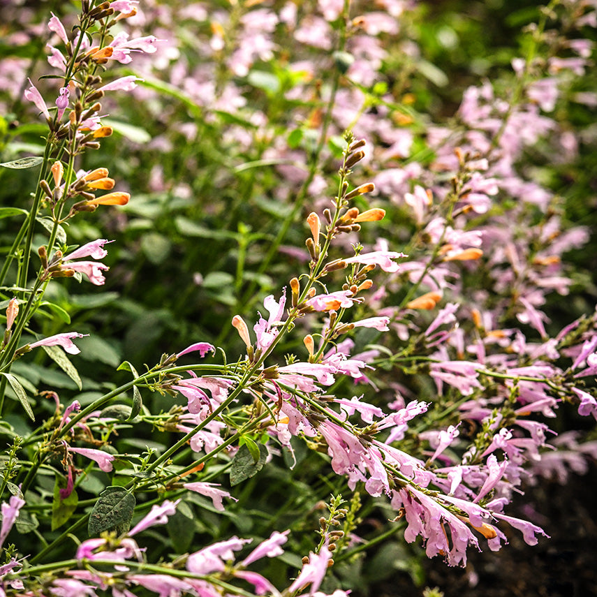 Lavender Martini Agastache growing in a greenhouse at Baker Creek.