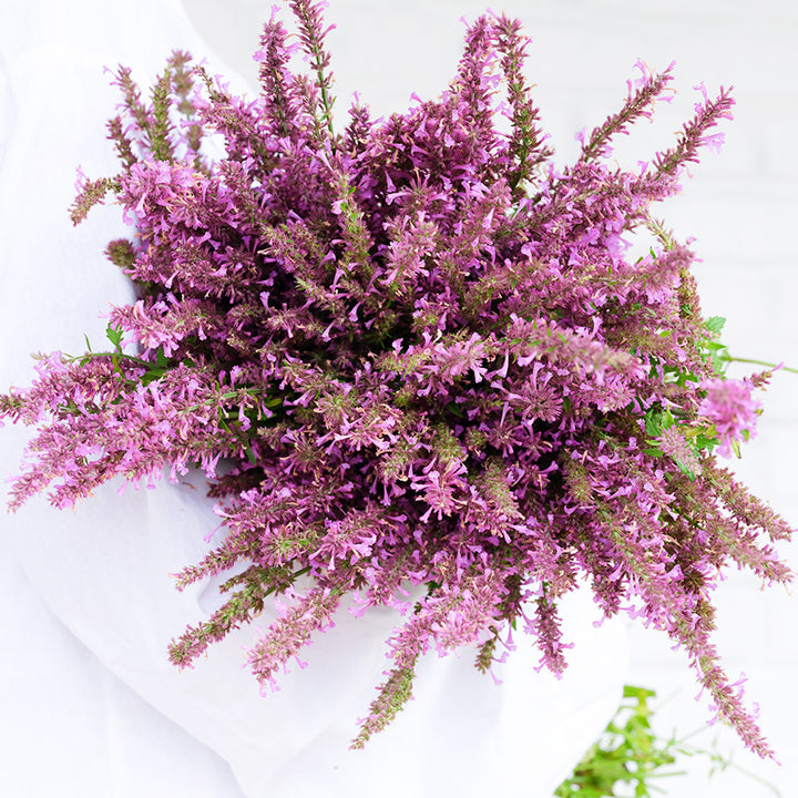 A woman in white tunic holding a large bouquet of Rose Mint Agastache against a white backdrop.
