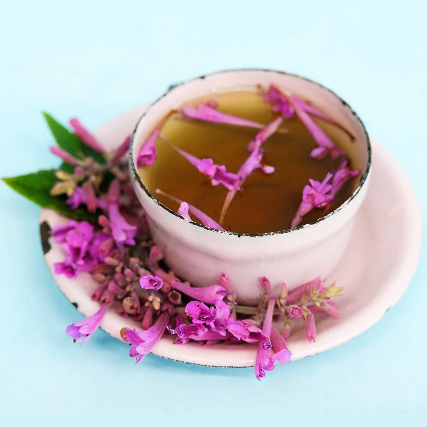 Texas Hummingbird Mint &