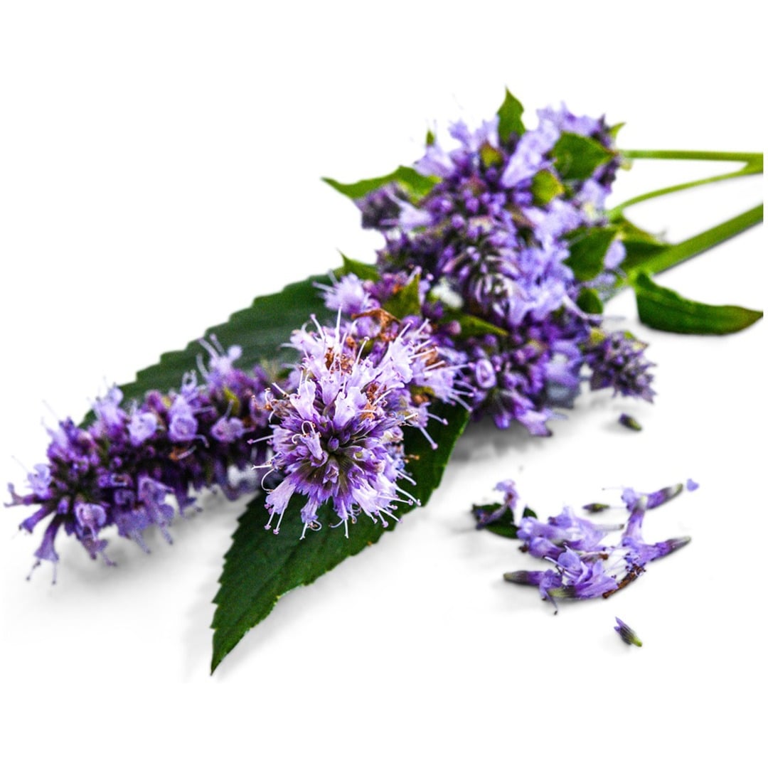 Anise Hyssop Agastache on a white background.