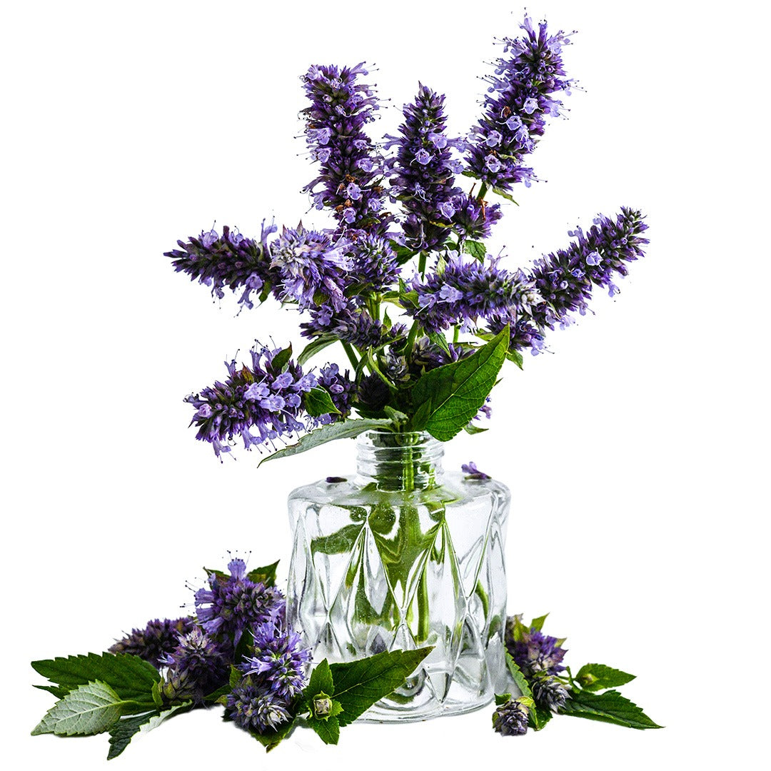 Anise Hyssop Agastache in a glass vase on a white background.