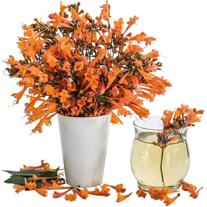 An arrangement of Apricot Sprite Agastache in a white vase with a cup of agastache tea on white.