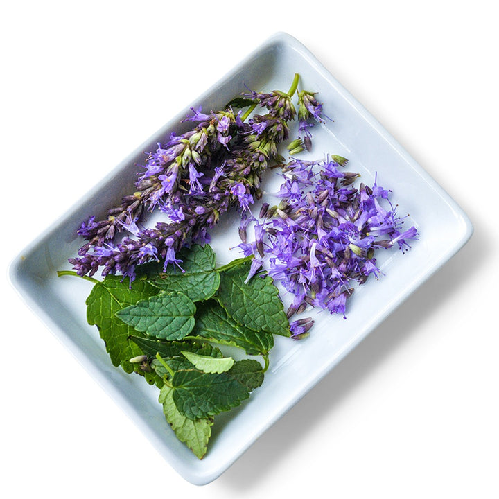 Astello Indigo Agastache in a white dish on a white background.