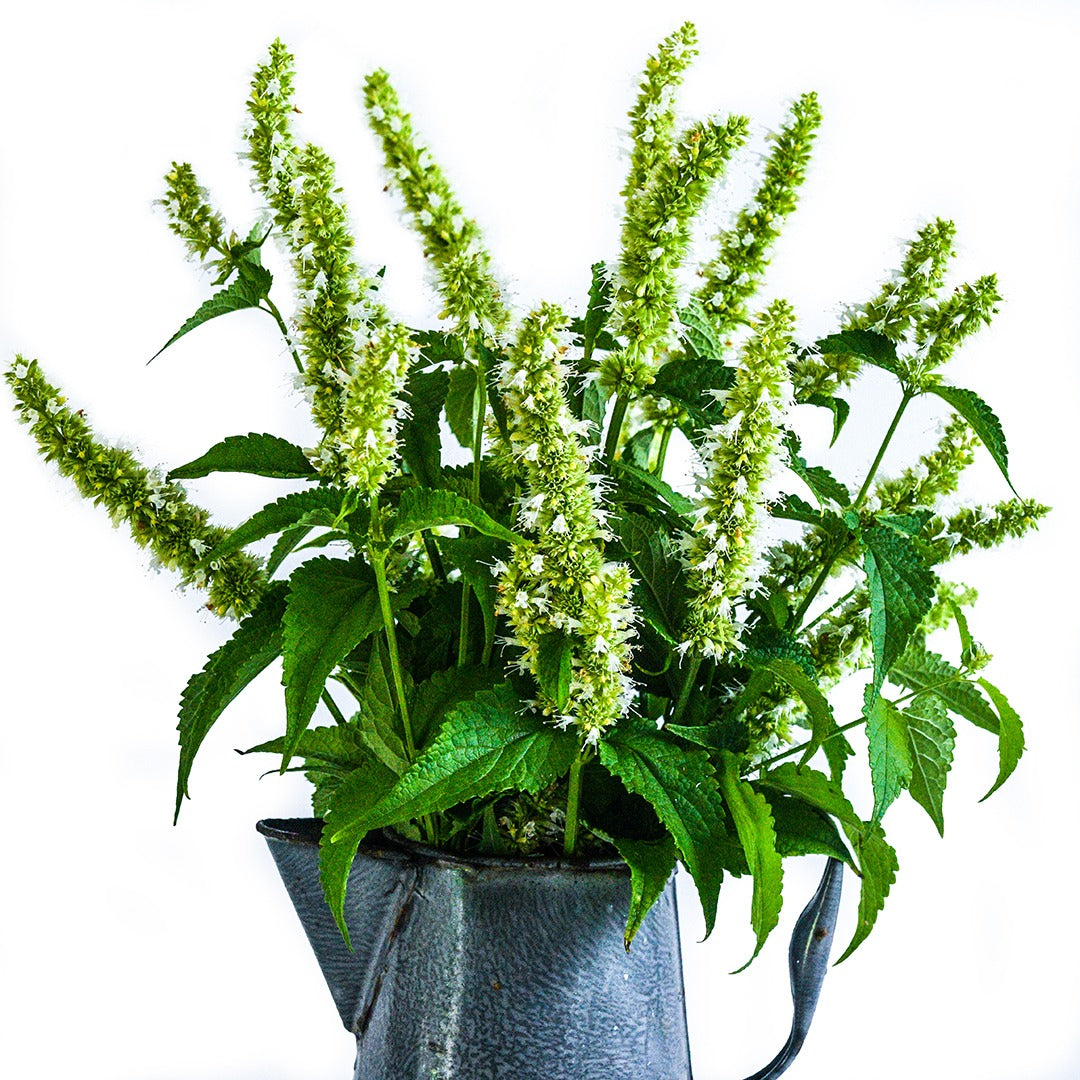 A floral arrangement of Liquorice White Agastache in a metal pot with leaves on white.