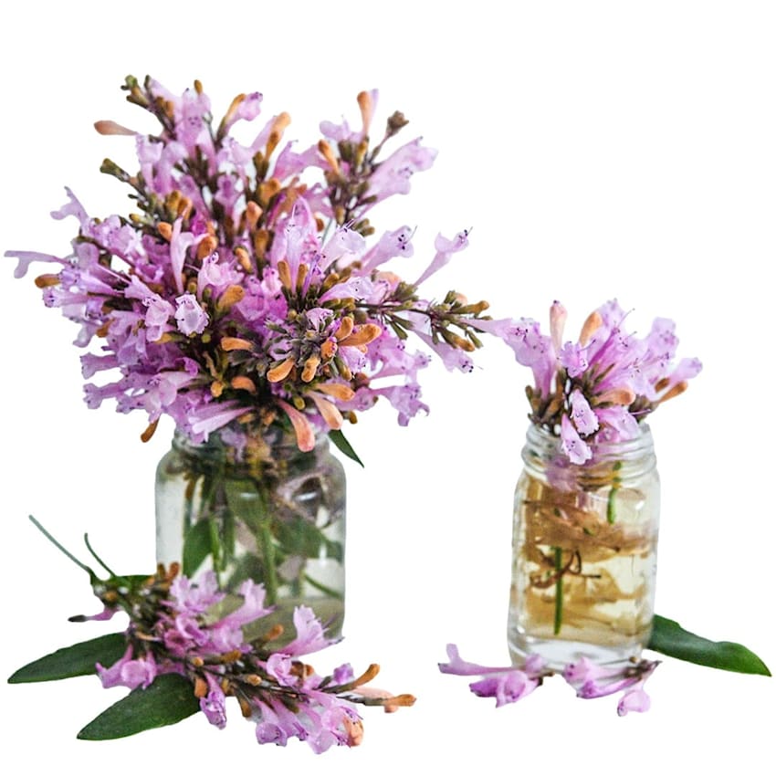 Lavender Martini Agastache tea with flowers arranged in glass jars.