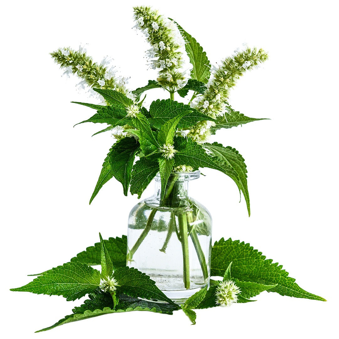 Liquorice White Agastache in a clear vase with foliage surround on a white background.