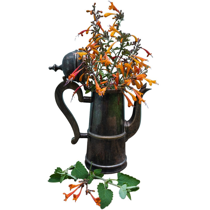 Navajo Sunset Agastache flowers in a tarnished silver vase on a white background.