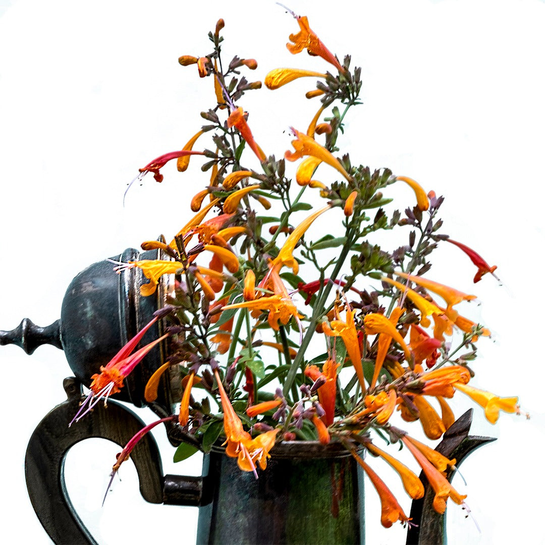 Navajo Sunset Agastache flowers in a tarnished silver vase on a teal background. Image courtesy of Lucy Hutchins.