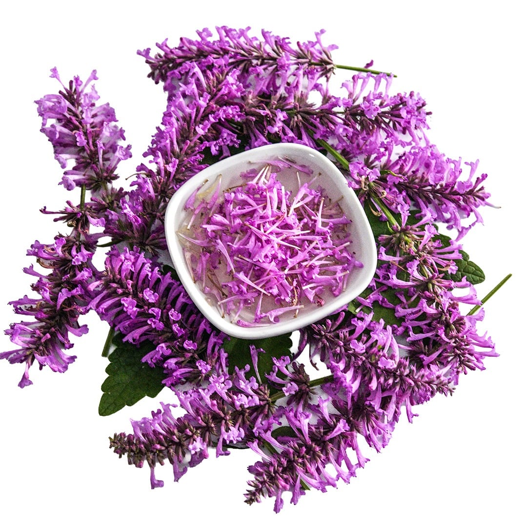 Rose Mint Agastache blooms surrounding a white bowl with Agastache Tea.
