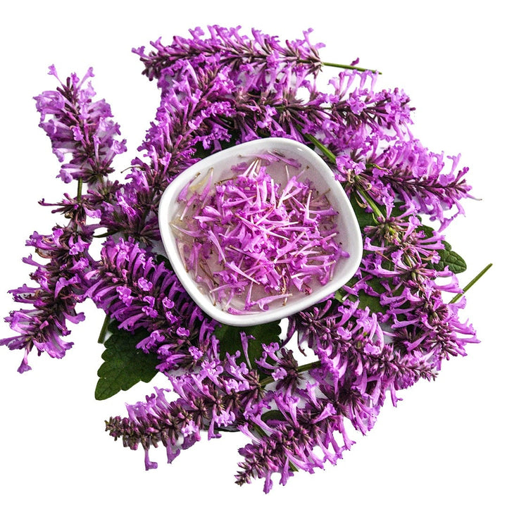 Rose Mint Agastache blooms surrounding a white bowl with Agastache Tea.