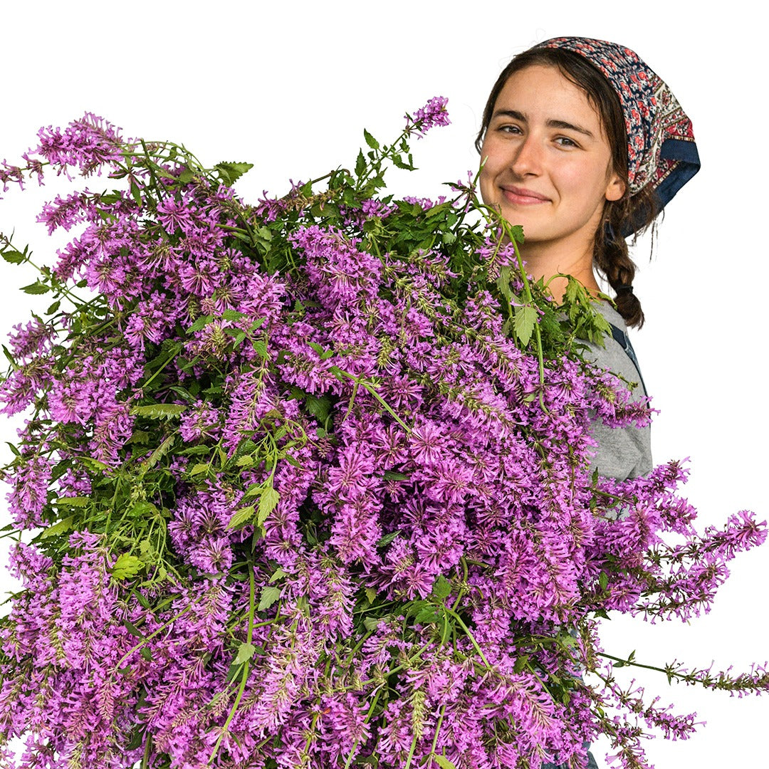 Gardener smiling holding a bunch of Texas Hummingbird Agastache.