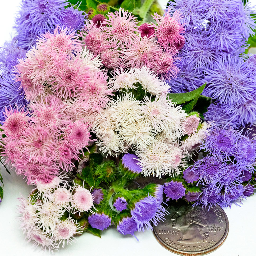 A close-up view of Ball Mixed Ageratum with coins to show size.
