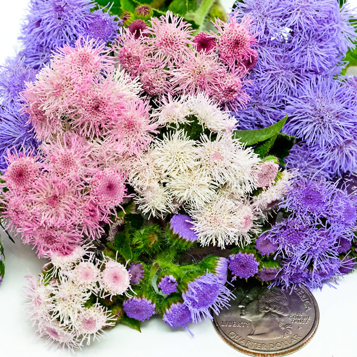 A close-up view of Ball Mixed Ageratum with coins to show size.