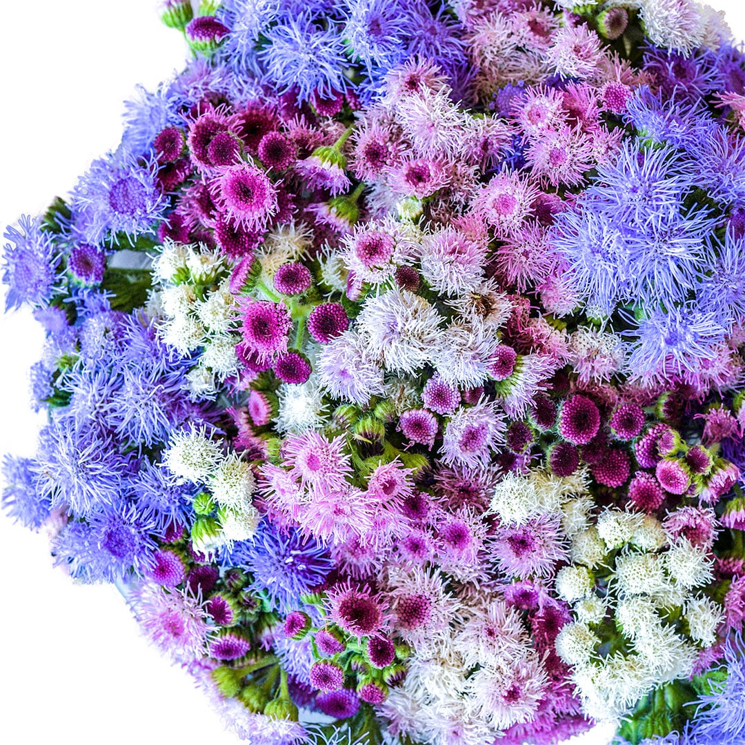A close-up of Ball Mixed Ageratum flowers.