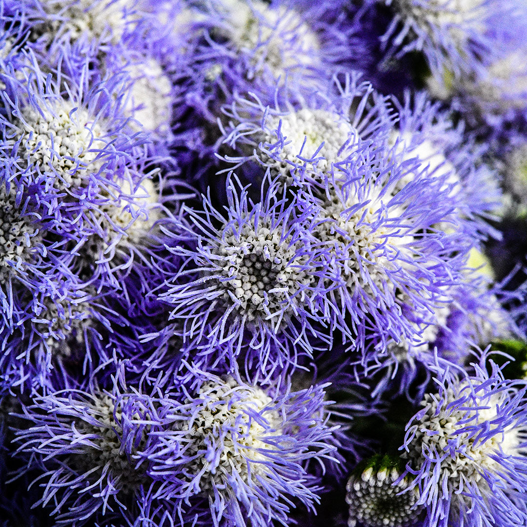 A micro close-up micro view of Leda Ageratum flowers.