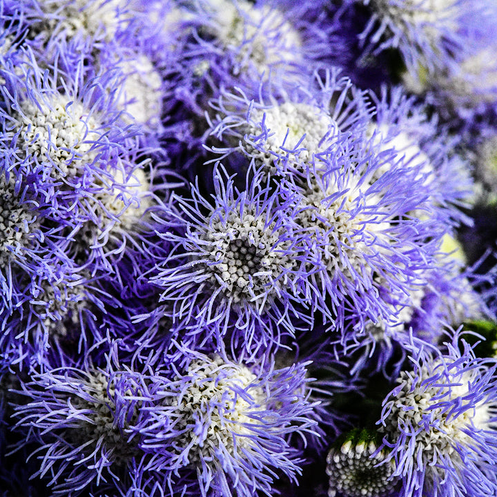 A micro close-up micro view of Leda Ageratum flowers.