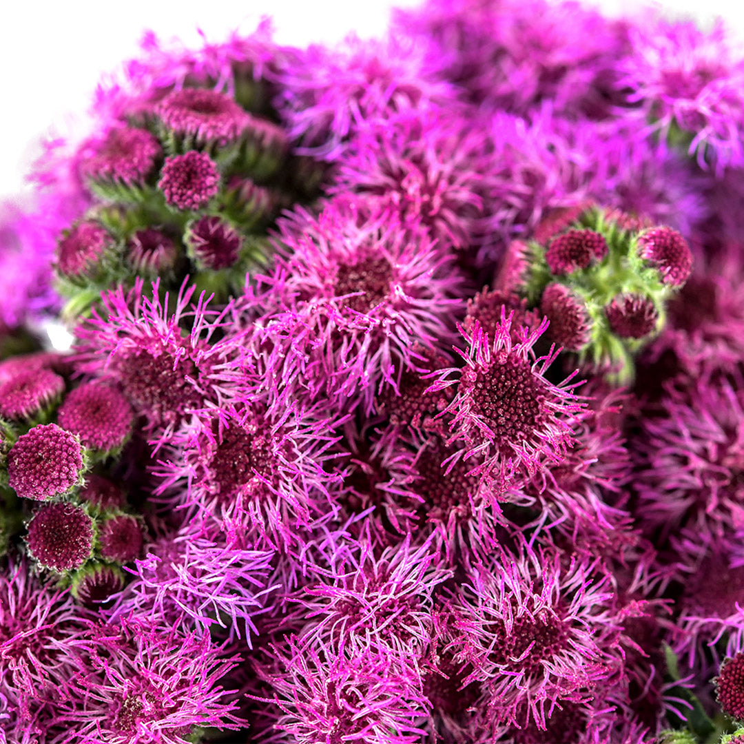 A close-up macro view of Red Flint Ageratum flowers.
