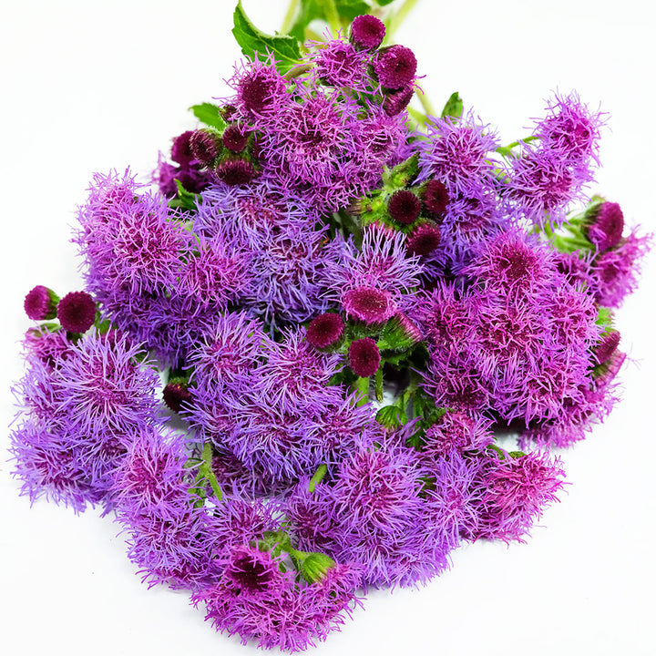 Overhead detailed view of Red Flint Ageratum on a white background.