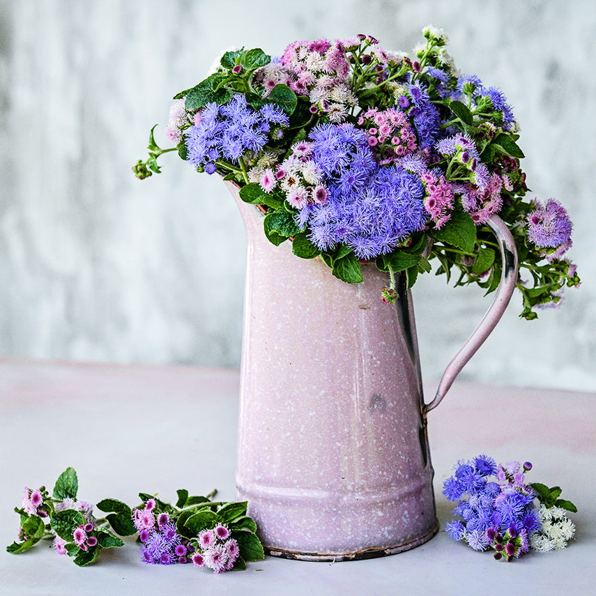 Ball Mixed Ageratum flowers in a pink pitcher with blooms on pink tabletop against a light background.