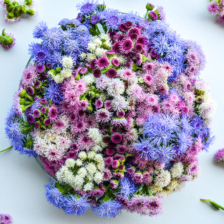 Ball Mixed Ageratum arranged ina circle with blooms around it on white background.