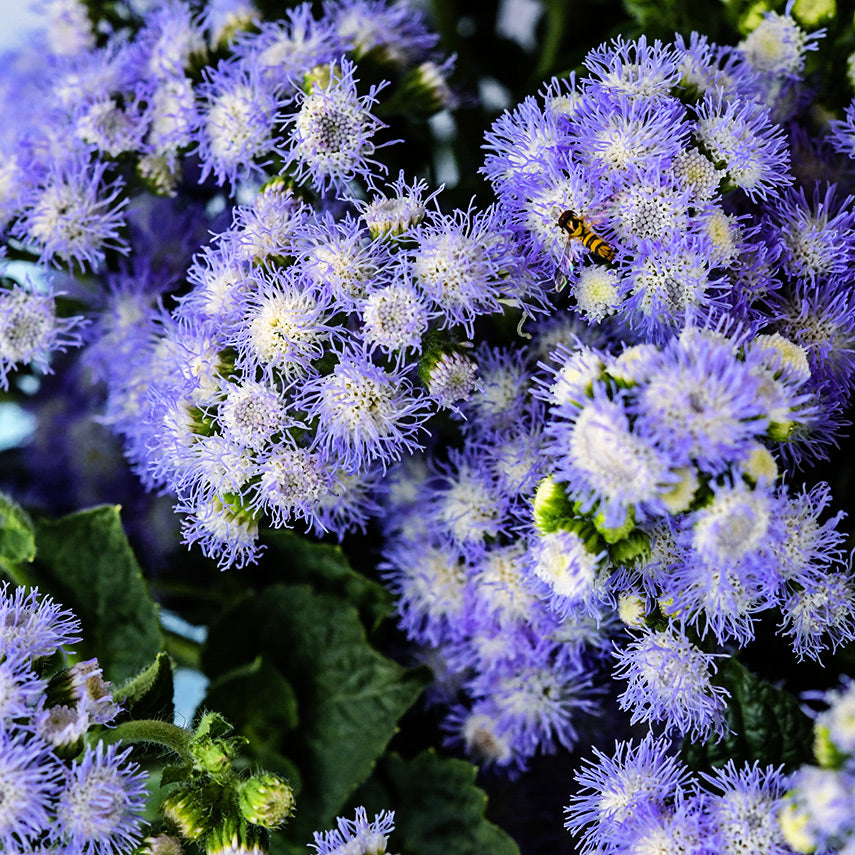 A close-up macro view of Leda Ageratum with a little bee on the flowers.