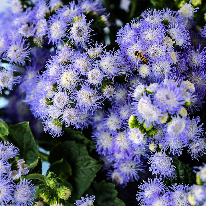 A close-up macro view of Leda Ageratum with a little bee on the flowers.
