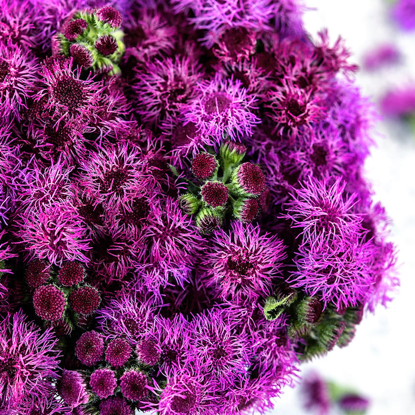 Detailed close-up micro view of Red Flint Ageratum on a light background.