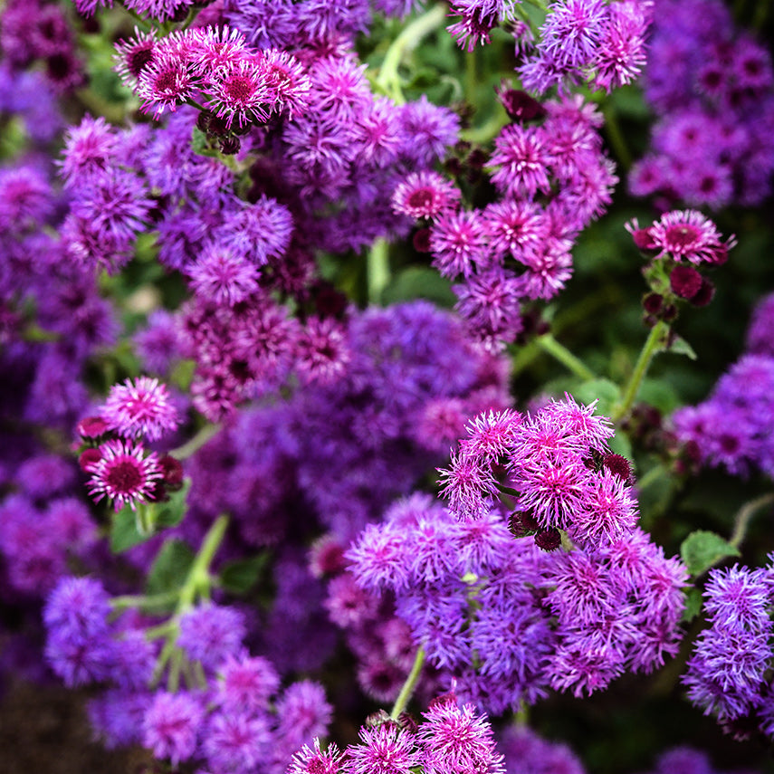 Red Flint Ageratum growing in the trial gardens at Baker Creek.