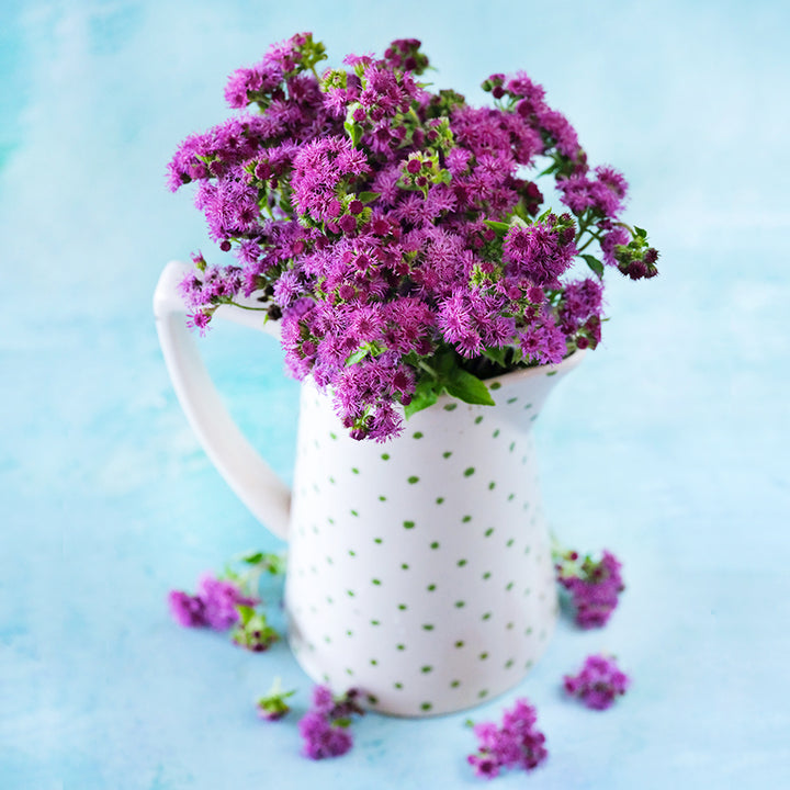 A floral arrangement of Red Flint Ageratum in a polka dot pitcher on light blue background.