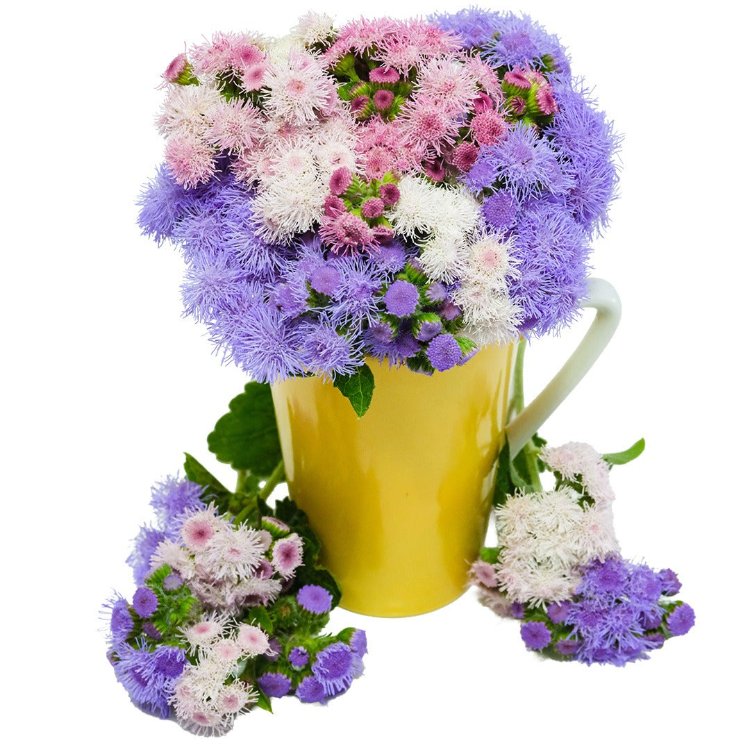 Ball Mixed Ageratum in a yellow vase on a white background.