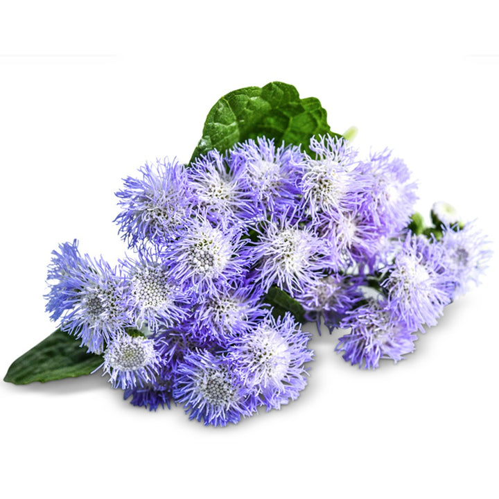 A close-up of Leda Ageratum flowers arranged on a white background.