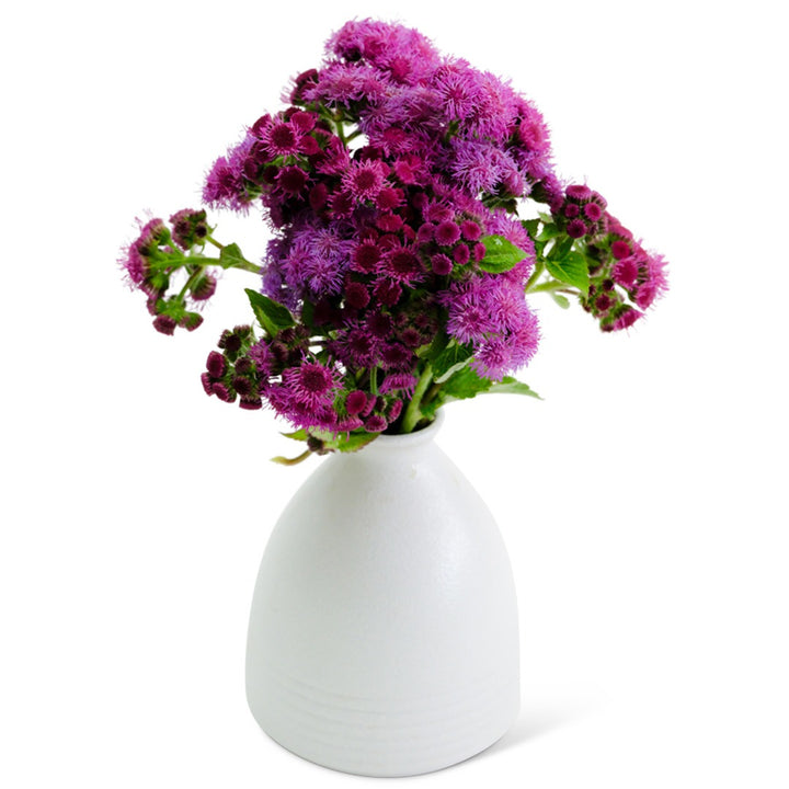 Red Flint Ageratum flowers arranged in a white vase on a white background.